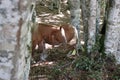 Blonde horses in a wood