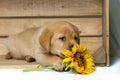 Blonde labrador puppy lies in a wooden box and holds a sunflower with his paws and looks dreamy