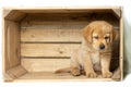 Blonde labrador puppy sits on the right in a wooden box and looks down innocently