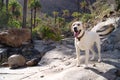 Blonde labrador retreiver in Palm tree forest