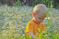 The blonde little boy costs in a dense high grass where camomiles grow Royalty Free Stock Photo