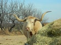 Texas longhorn steer blonde state herd