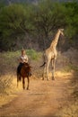 Blonde passes giraffe on track through bushes