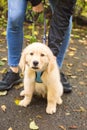 Cute Blonde Retriever Puppy with Harness - Fall Autumn Trail Royalty Free Stock Photo