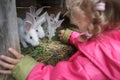 Blonde toddler girl giving fresh grass to farm domesticated white rabbits in animal hutch