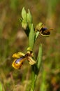 Blonde variety of wild Mirror Bee orchid - Ophrys speculum Royalty Free Stock Photo