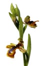 Blonde variety of wild Mirror Bee orchid over white - Ophrys speculum Royalty Free Stock Photo