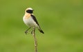 Blonde wheatear in her innkeeper Royalty Free Stock Photo