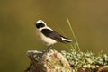 The blonde wheatear Royalty Free Stock Photo