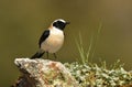 The blonde wheatear Royalty Free Stock Photo