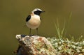 The blonde wheatear Royalty Free Stock Photo