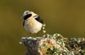 The blonde wheatear Royalty Free Stock Photo