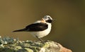 The blonde wheatear Royalty Free Stock Photo