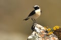 blonde wheatear Royalty Free Stock Photo