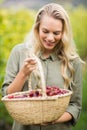Blonde winegrower looking at her red grapes basket Royalty Free Stock Photo