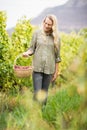 Blonde winegrower walking with her red grapes basket Royalty Free Stock Photo