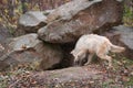 Blonde Wolf (Canis lupus) Checks out Den