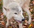 Blonde Wolf (Canis lupus) Chews on Meat Snack