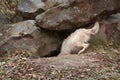 Blonde Wolf (Canis lupus) Dives into Den