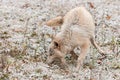 Blonde Wolf (Canis lupus) Frolics in Early Autumn Snowfall