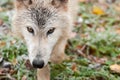 Blonde Wolf (Canis lupus) Horizontal Close Up Prowl Royalty Free Stock Photo