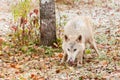 Blonde Wolf (Canis lupus) Licks Nose