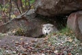 Blonde Wolf (Canis lupus) Peeks out of Den