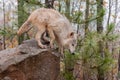 Blonde Wolf (Canis lupus) Prepare to Jump Off Rock