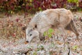 Blonde Wolf (Canis lupus) Prowling