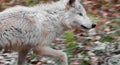 Blonde Wolf (Canis lupus) Runs Right