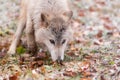 Blonde Wolf (Canis lupus) Sniffs Intently