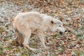 Blonde Wolf (Canis lupus) in Submissive Posture