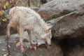 Blonde Wolf Climbs About on Rocks