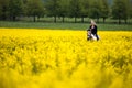 Laughing blonde woman sits on her horse in a blooming rapeseed field, houses and forest are out of focus in the background. Royalty Free Stock Photo