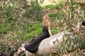 Blonde, young and beautiful woman dressed in black and sitting on the trunk of a fallen eucalyptus tree in the forest, the woman Royalty Free Stock Photo