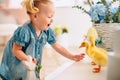 Blondel little girl in blue dress and two ponytales playing with yellow fluffy ducklings and laughing. Easter, spring