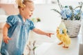 Blondel little girl in blue dress and two ponytales playing with yellow fluffy ducklings and laughing. Easter, spring