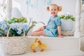 Blondel little girl in blue dress and two ponytales playing with yellow fluffy ducklings and laughing. Easter, spring.