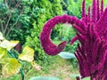 Blood amaranth grows in a flower bed. a flower of an unusual shape. a round twig sank to the ground. unusual branch for creating a