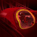 Blood arteries and veins cut s Royalty Free Stock Photo