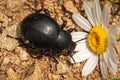 Blood beetle Timarcha tenebricosa is a beetle belonging to the Chrysomelidae family Royalty Free Stock Photo