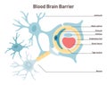 Blood-brain barrier anatomical structure. Semipermeable border that Royalty Free Stock Photo