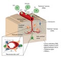 Blood brain barrier