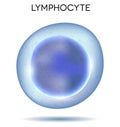 Blood cell Lymphocyte