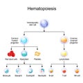 Blood cell types. hematopoiesis Royalty Free Stock Photo