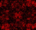 blood cells Royalty Free Stock Photo