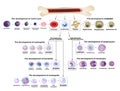 Blood cells Erythrocyte development, red blood cells, leukocytes, eosinophils, lymphocytes, neutrophils, basophils