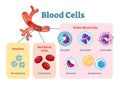 Blood cells flat vector illustration diagram with all cell types collection, educational medical information