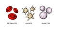Blood cells isolated on white background. Hand drawn erythrocytes, leukocytes and platelet. Scientific biology illustration in