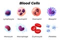 Blood cells with names infographic educational medical information collection vector illustration